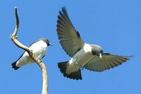 White breasted Woodswallow