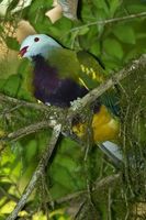 Wompoo fruit Dove