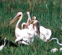 Great White Pelican - Pelecanus onocrotalus