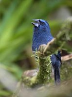 Blue-black Grosbeak (Cyanocompsa cyanoides) photo