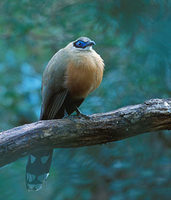 Giant Coua (Coua gigas) photo