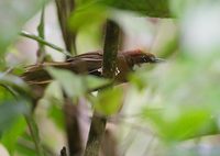 White-throated Oxylabes (Oxylabes madagascariensis) photo