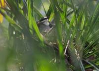 Crossley's Babbler (Mystacornis crossleyi) photo