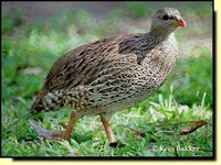 Natal Francolin - Francolinus natalensis