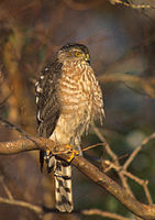 Sharp-shinned Hawk (Accipiter striatus) photo