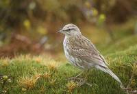 Australiasian (New Zealand) Pipit (Anthus novaeseelandiae) photo