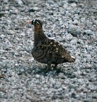 Black-faced Sandgrouse - Pterocles decoratus