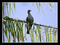 Gray Imperial-Pigeon - Ducula pickeringii