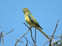 Elegant Parrot - Neophema elegans