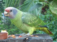 Red-tailed Parrot - Amazona brasiliensis