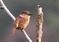 Barred Puffbird - Nystalus radiatus