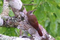 Lineated Woodcreeper - Lepidocolaptes albolineatus