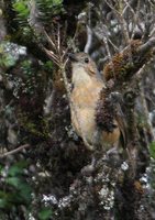 Tawny Antpitta - Grallaria quitensis