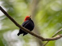 Red-capped Manakin - Pipra mentalis