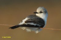 White-rumped Monjita - Xolmis velata