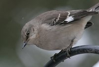 Northern Mockingbird - Mimus polyglottos