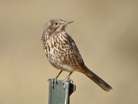 Sage Thrasher - Oreoscoptes montanus