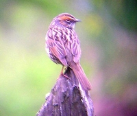 Brown Accentor - Prunella fulvescens