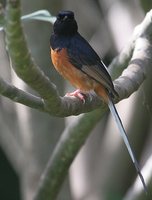 White-rumped Shama - Copsychus malabaricus