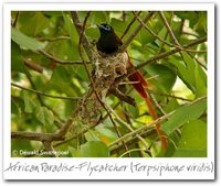 African Paradise-Flycatcher - Terpsiphone viridis