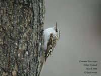 Eurasian Treecreeper - Certhia familiaris