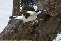 Magpie-lark - Grallina cyanoleuca