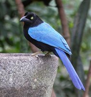 San Blas Jay - Cyanocorax sanblasianus