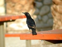 Tristram's Starling - Onychognathus tristramii