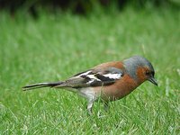 Chaffinch - Fringilla coelebs