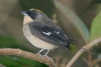 Black-goggled Tanager - Trichothraupis melanops