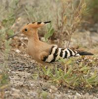 Hoopoe