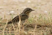 Wryneck