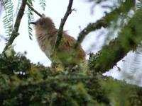 Ash-colored Cuckoo (Nick Athanas)