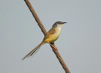 灰頭鷦鶯 Yellow-bellied Prinia