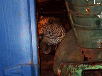 Leopard (Leopard) - Pantera pardus