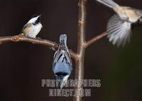Black capped chickadees and white breasted nuthatch on tree branch stock photo