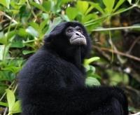 Siamang