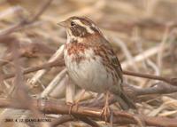 Rustic Bunting Emberiza rustica 쑥새