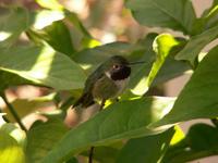 Broad-tailed Hummingbird