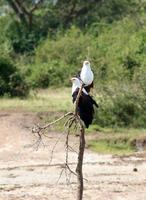 Pair of African fish eagles, Haliaeetus vocifer