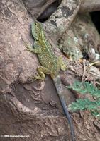 Green tree Agama (Acanthocerus atricollis) on a tree trunk