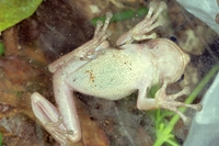 : Aparasphenodon bokermanni
