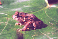 : Bufo camerunensis