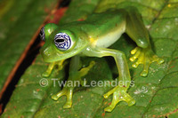 : Centrolene ilex; Ghost Glass Frog