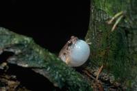 : Cophixalus ornatus; Ornate Frog