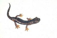 : Hydromantes ambrosii; French Cave Salamander