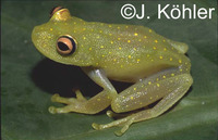 : Hypsiboas cinerascens