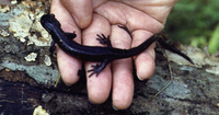 : Mertensiella caucasica; Caucasian Salamander