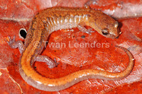 : Plethodon dorsalis dorsalis; Northern Zigzag Salamander