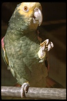 : Amazona ochrocephala; Yellow-crowned Parrot